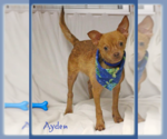 Small Chihuahua Mix