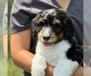 Medium Bernedoodle