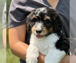 Puppy 1 Bernedoodle