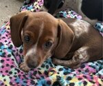 Puppy S2 Dachshund