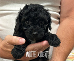 Small #1 Poovanese
