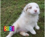 Small Photo #3 Australian Shepherd Puppy For Sale in jasper, AR, USA