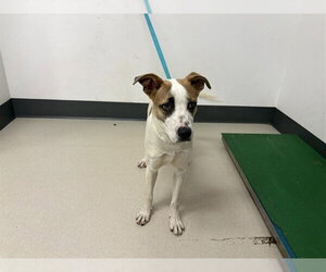 Mutt Dogs for adoption in Corona, CA, USA