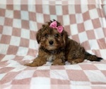 Small #5 YorkiePoo