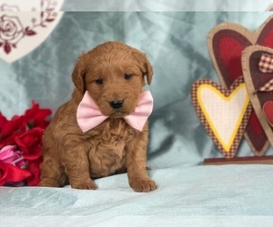 Goldendoodle Puppy for sale in LANCASTER, PA, USA