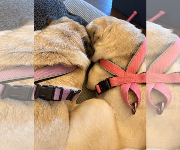 Medium Photo #5 Pug Puppy For Sale in Indianapolis, IN, USA