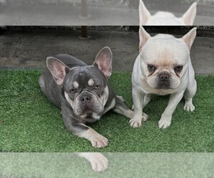 Mother of the French Bulldog puppies born on 06/15/2026