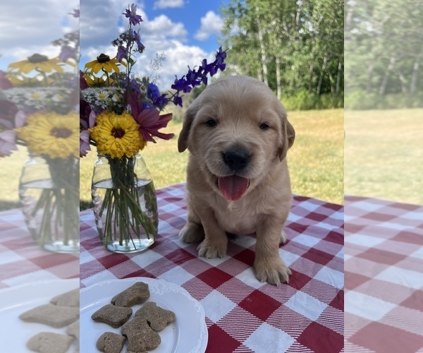Medium Photo #1 Golden Retriever Puppy For Sale in COUDERSPORT, PA, USA