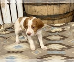 Small #1 Brittany