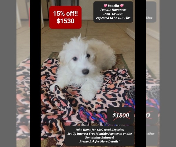 Medium Photo #1 Havanese Puppy For Sale in TUCSON, AZ, USA