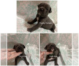 Cane Corso Puppy for sale in EXCELSIOR SPRINGS, MO, USA