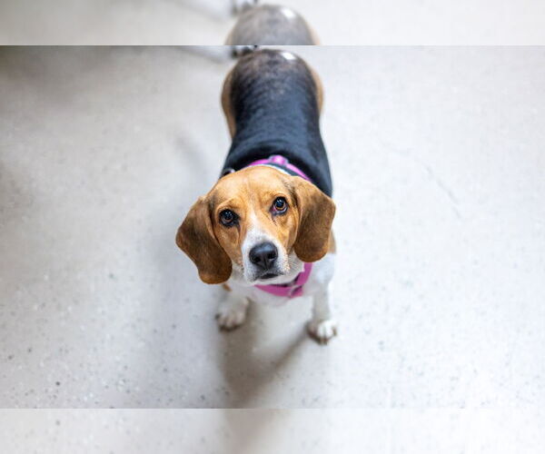 Medium Photo #4 Beagle Puppy For Sale in Mundelein, IL, USA