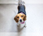 Small #3 Beagle