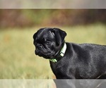 Small #5 Pug