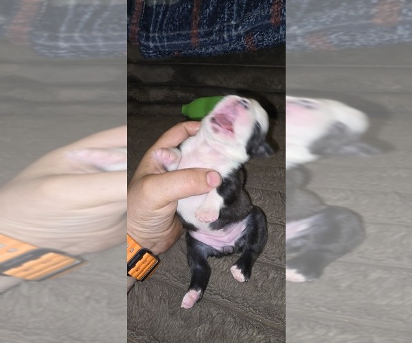 Medium Photo #3 Boston Terrier Puppy For Sale in MITCHELL, IN, USA