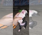 Small #2 Boston Terrier