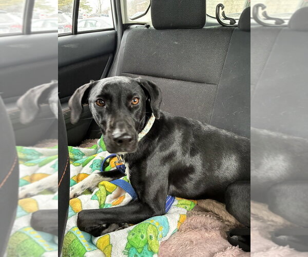 Medium Photo #2 Greyhound-Labrador Retriever Mix Puppy For Sale in Brewster, NY, USA
