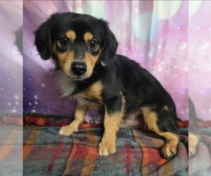 Lizard - Male Chihuahua-Unknown Mix Dog for Adoption - Photo #2