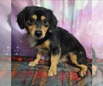 Small Photo #2 Chihuahua-Unknown Mix Puppy For Sale in Lakewood, CO, USA