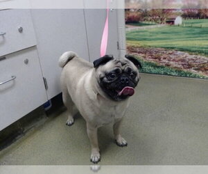 Pug-Unknown Mix Dogs for adoption in Moreno Valley, CA, USA