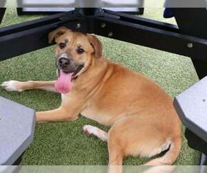 Black Mouth Cur-Unknown Mix Dogs for adoption in Rockaway, NJ, USA
