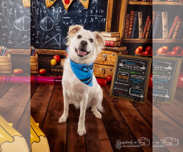 Medium Photo #6 Chihuahua-Chow Chow Mix Puppy For Sale in Houston, TX, USA