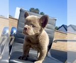 Small Photo #11 French Bulldog Puppy For Sale in HARTFORD, CT, USA