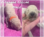 Small Photo #10 Poodle (Standard) Puppy For Sale in LEXINGTON, SC, USA