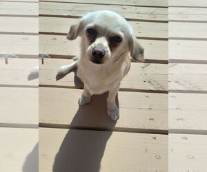 Medium Chihuahua Mix