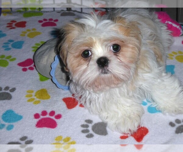 Medium Photo #17 Shih Tzu Puppy For Sale in TUCSON, AZ, USA