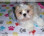 Small #16 Shih Tzu