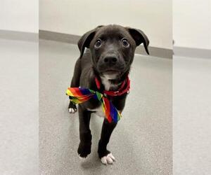 Border Collie-Unknown Mix Dogs for adoption in San Francisco, CA, USA