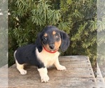Small #1 Dachshund
