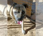 Small #6 American Staffordshire Terrier-Boxer Mix