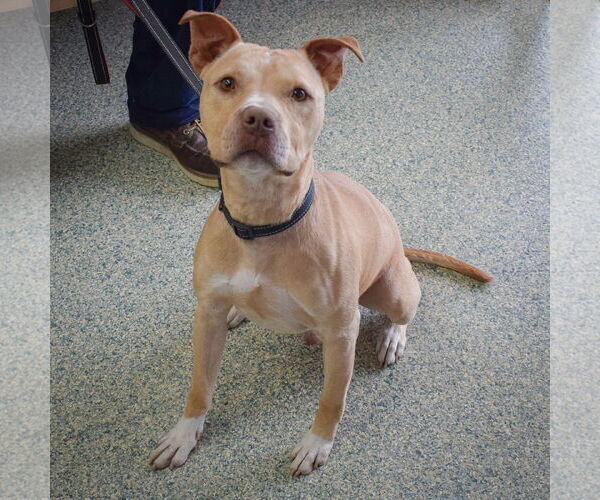 Medium Photo #5 American Staffordshire Terrier-Unknown Mix Puppy For Sale in Huntley, IL, USA