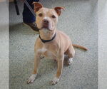 Small #4 American Staffordshire Terrier Mix