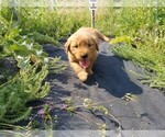 Small Photo #4 Golden Retriever Puppy For Sale in TWIN FALLS, ID, USA