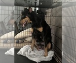 Small Photo #1 Doberman Pinscher Puppy For Sale in OAK FOREST, IL, USA