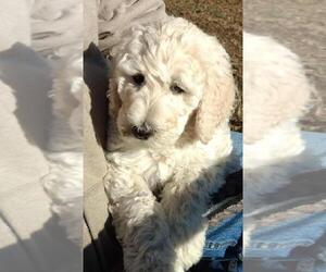 Labradoodle-Unknown Mix Puppy for sale in MC CLELLAND, IA, USA