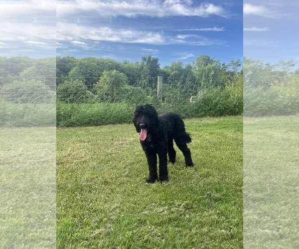 Medium Photo #1 Goldendoodle Puppy For Sale in St. Louis Park, MN, USA