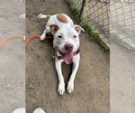 Small #4 American Staffordshire Terrier Mix