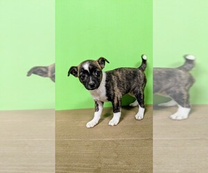 Rat Terrier Puppy for sale in HAMMOND, IN, USA