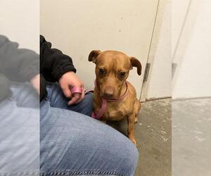 Dachshund Dogs for adoption in Rosenberg, TX, USA