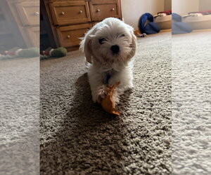 Maltese Dogs for adoption in St. Louis Park, MN, USA