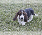 Small Photo #63 Basset Hound Puppy For Sale in MEMPHIS, MO, USA