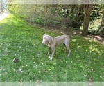 Small Photo #12 Weimaraner Puppy For Sale in DALLAS, GA, USA