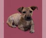 Small #1 American Pit Bull Terrier