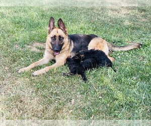 German Shepherd Dog Puppy for sale in RESCUE, CA, USA