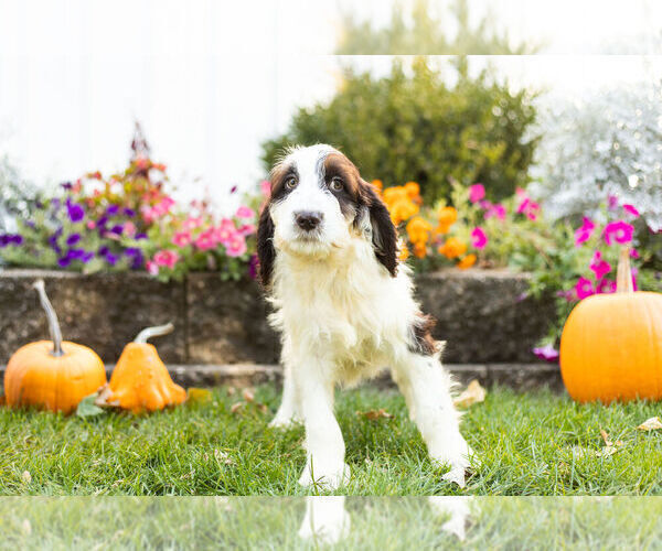 Medium Photo #4 Springerdoodle Puppy For Sale in NAPPANEE, IN, USA