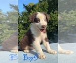 Litter of 7 - Male(s) and Female(s) Australian ShepherdLitter of Puppies for Sale - Photo #11
